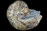Fossil Nautilus (Eutrephoceras) - South Dakota #86214-1